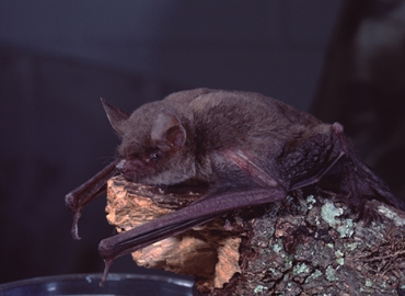 Brown Bat