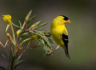 American Goldfinch on a branch