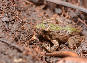 Blanchard's cricket frog in the mud