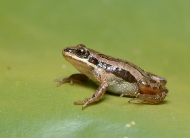 Boreal chorus frog