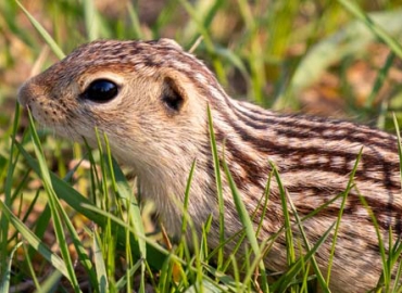 13-lined Ground Squirrel