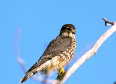an American Kestrel perching on a branch