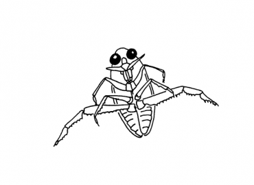 illustration of backswimmer as seen from above