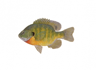 illustration of a bluegill by Virgil Beck