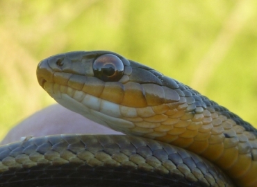 eastern gartersnake 