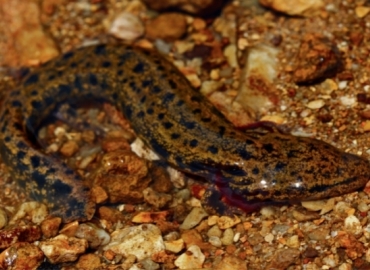 photo of mudpuppy taken from above