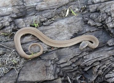 DeKay's brownsnake resting on a fallen log
