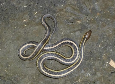 photo of Butler's gartersnake resting on a rock