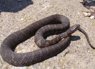 photo of common watersnake basking on a rock