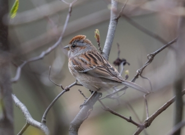 American tree sparrow sitting on a branch
