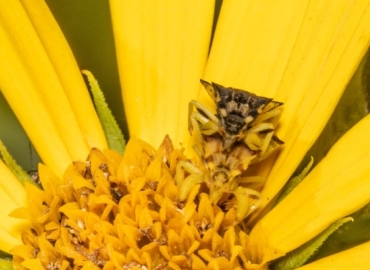 a photo of an ambush bug on a yellow flower. the camera is directed straight on the face of the bug, showing off the triangular shape and muscular front legs