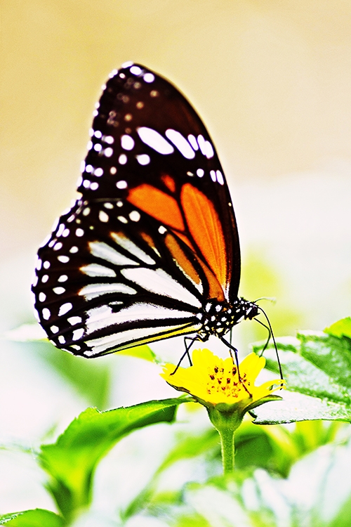  Life of the Butterfly | EEK Wisconsin