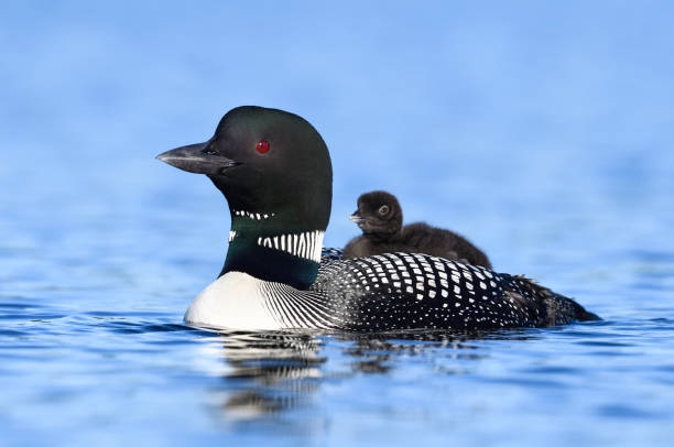 The Common Loon | EEK Wisconsin