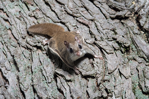 Northern Flying Squirrel | EEK Wisconsin Northern Flying Squirrel | EEK Wisconsin
