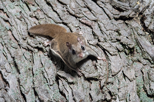 Flying Squirrel Fact Sheet