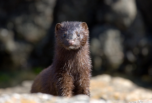 the american mink
