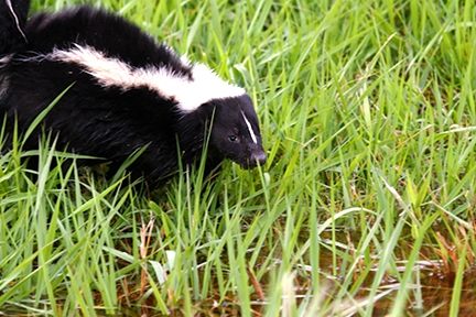Striped Skunk | EEK Wisconsin Striped Skunk | EEK Wisconsin