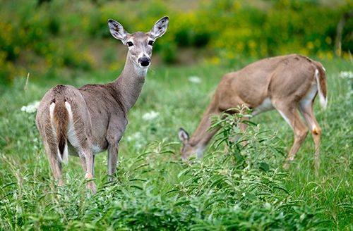 White-tailed Deer | EEK Wisconsin