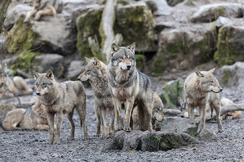 Timber Wolf | EEK WI