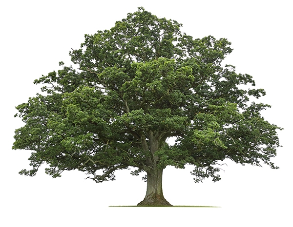 Dichotomous Tree Key | EEK WI