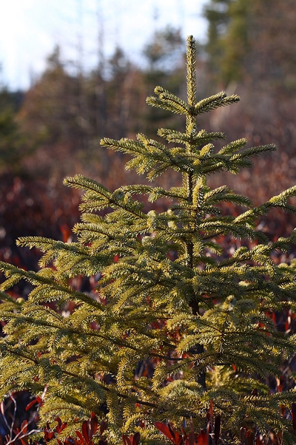 Black Spruce EEK Wisconsin