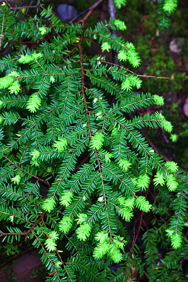 Hemlock | EEK Wisconsin