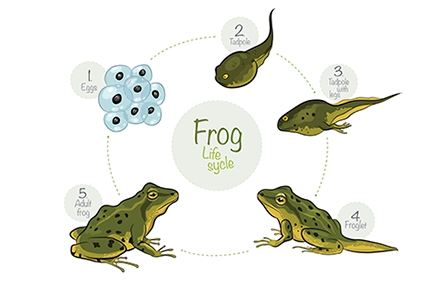 the frogs pond the frogs pond