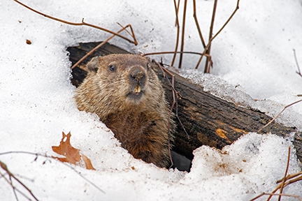 Snug in the Snow | EEK Wisconsin Snug in the Snow | EEK Wisconsin