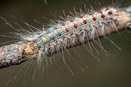 Alien Invasion The Gypsy Moth Time Line In North America Eek Wisconsin