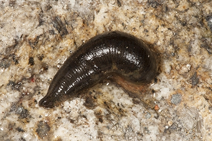 leech blood leech blood