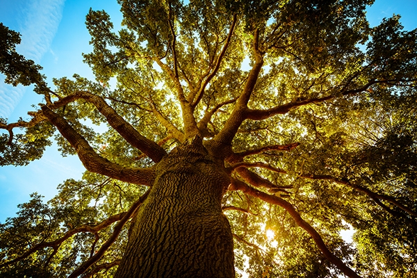 Wisconsin's Champion Trees | EEK WI