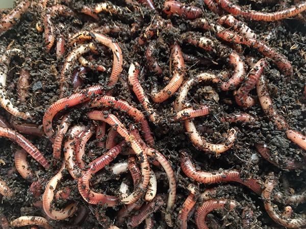 Vermicomposting - using worms to compost food waste | EEK Wisconsin