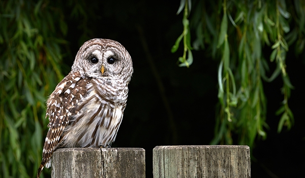 Barred Owl | EEK Wisconsin