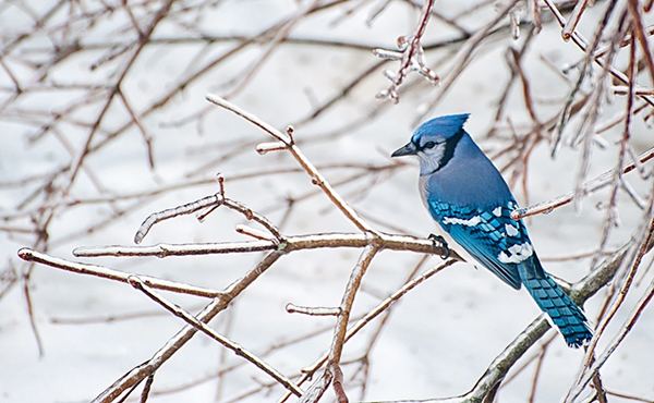 Blue Jay Eek Wisconsin Blue Jay Eek Wisconsin