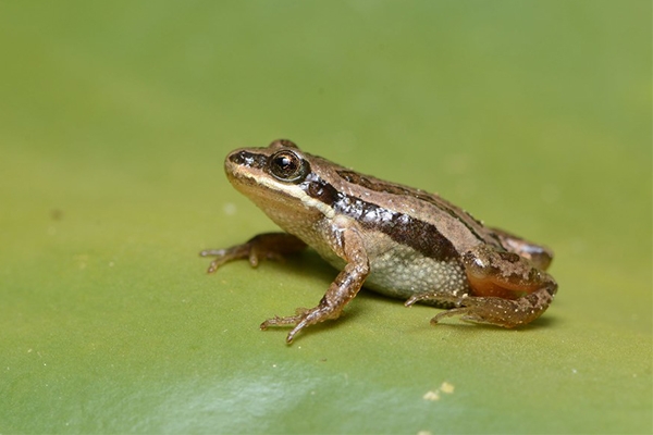 Boreal Chorus Frog | EEK WI