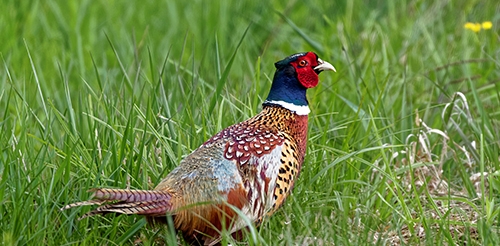 Ring-necked pheasants not native to U.S. but have thrived as a game bird