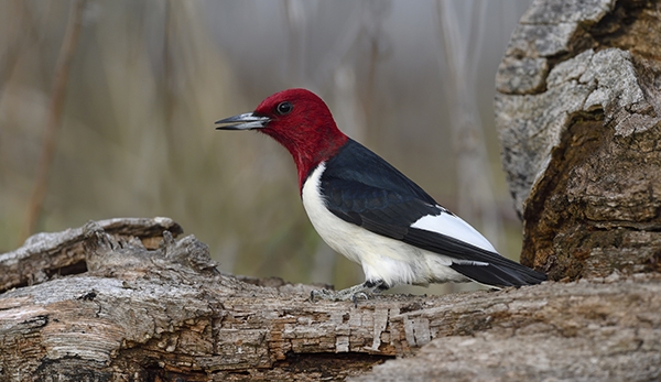 woodpecker headed wisconsin birds loud