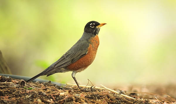 American robin  Smithsonian's National Zoo and Conservation