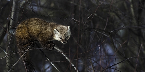 Pine Marten | EEK Wisconsin