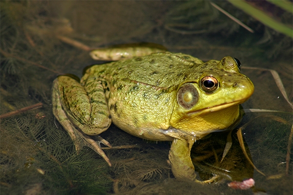Green Frog  EEK Wisconsin
