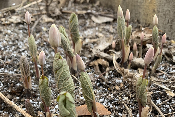 April Phenology | EEK WI
