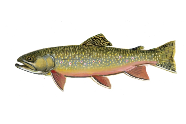 fish