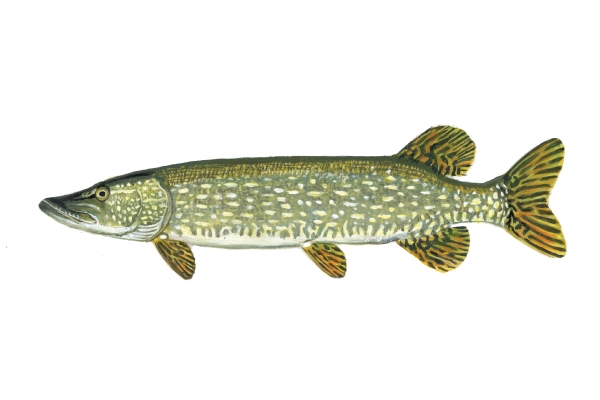 Northern Pike | EEK Wisconsin