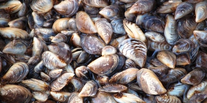 Alien Profile: Zebra Mussel | EEK Wisconsin