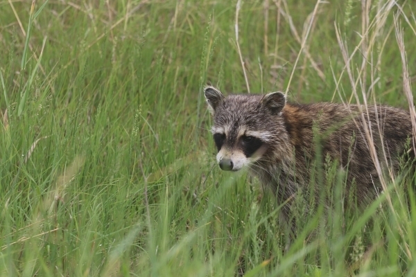 Raccoon | EEK Wisconsin