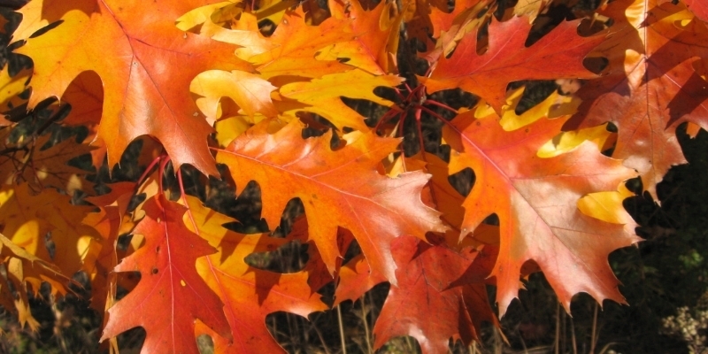 Why do leaves change color? | EEK Wisconsin