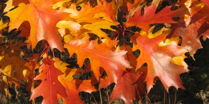 oak tree in fall leaves