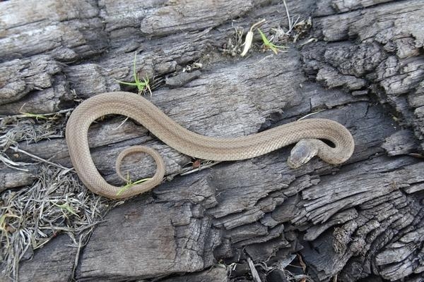 DeKay's Brownsnake | EEK WI
