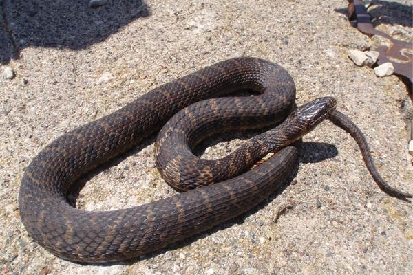 Common Watersnake | EEK Wisconsin