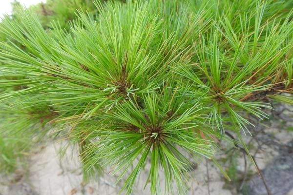conifer-key-eek-wi
